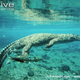 Illustration for article titled Sunday Crocodilian - Crocodylus niloticus Edition